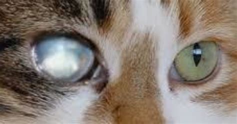 kedimin gözünde perde var